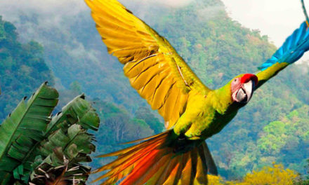 Costa Rica, Naturaleza y Fauna