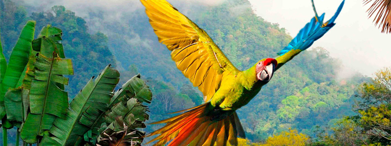 Costa Rica, Naturaleza y Fauna