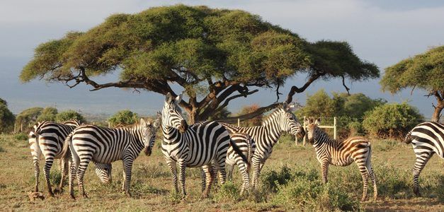 Gran tour de Sudáfrica